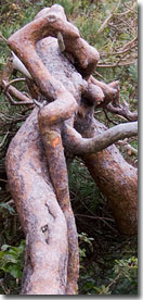 Bild: ein verwachsener Baum